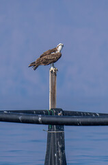 An osprey (Pandion haliaetus); the sea hawk, river hawk, or fish hawk perched on pole in water