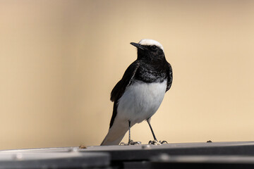 Hooded wheatear (Oenanthe monacha) close up in the Arabian peninsula