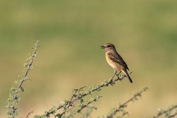 European Stonechat (Saxicola rubicola) standing on branch in a field