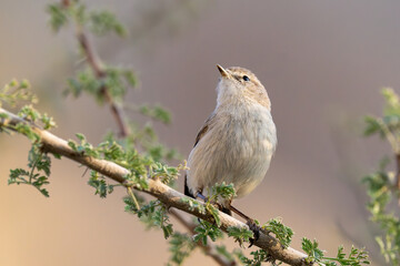 Plain leaf warbler (Phylloscopus neglectus) in a tree in the middle east.