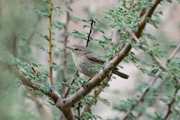 Plain leaf warbler (Phylloscopus neglectus) in a tree in the middle east.