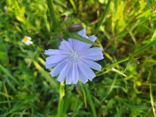 blue flowers chicory in the garden