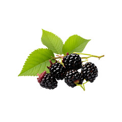 mulberry isolated on transparent background png