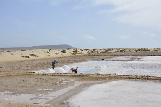Man harvesting salt from salina near Santa Maria on Sal Island in Cape Verde