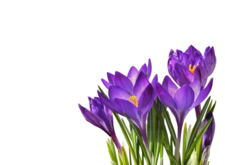 Rolgordijnen Purple crocus flowers and leaves in a floral arrangement isolated on white or transparent background © Ortis