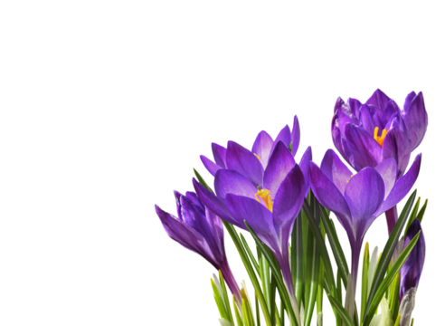 Purple crocus flowers and leaves in a floral arrangement isolated on white or transparent background