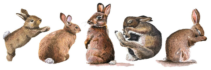 Easter Bunny Clipart