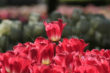 pink tulips