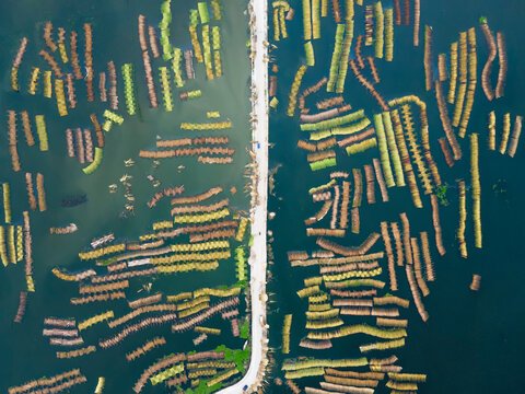 Aerial view of Eco friendly jute processing field in natore, Bangladesh. 