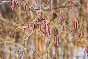Gałązki z kwiatostanem © Adam