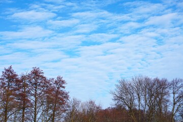 Panorama na drzewa i chmury