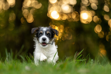 Cute Jack Russell Terrier puppy dog is running in autumn at sunrise - 9 weeks old - obrazy, fototapety, plakaty