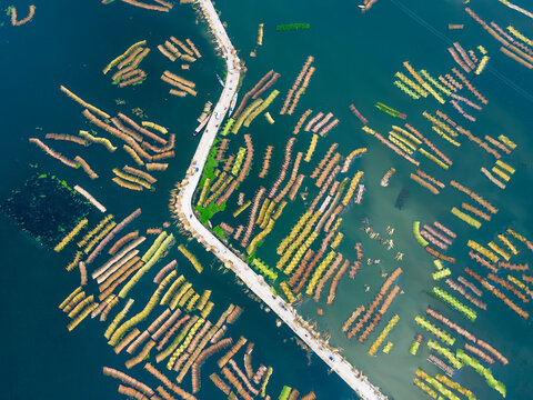 Aerial view of Eco friendly jute processing field in natore, Bangladesh. 