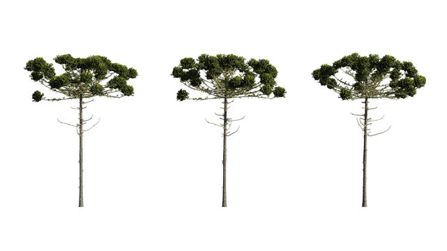 Set realistic coniferous trees 3D rendering on a transparent background, cut-outs for digital composition, illustration, architecture visualization