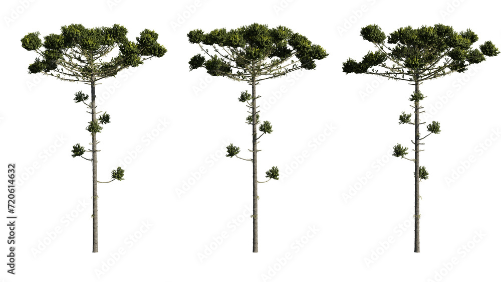Poster set realistic coniferous trees 3d rendering on a transparent background, cut-outs for digital compos