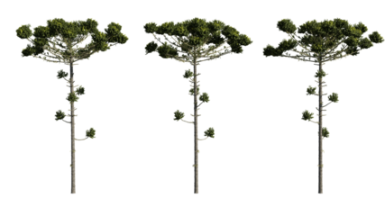 Set realistic coniferous trees 3D rendering on a transparent background, cut-outs for digital composition, illustration, architecture visualization