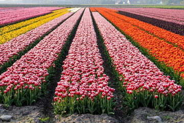 tulip field in Flevoland, Netherlands