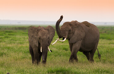 Naklejka na ściany i meble Rodzina słoni na afrykańskiej sawannie w Amboseli 
