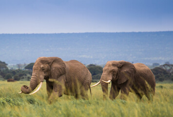 Rodzina słoni na afrykańskiej sawannie w Amboseli  - obrazy, fototapety, plakaty