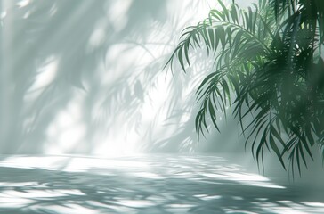 Fototapeta na wymiar a background of a white room with a silhouette of a tropical tree