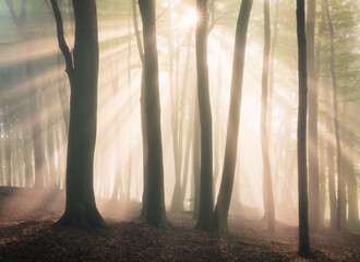 Sonnenstrahlen im morgendlichen Wald
