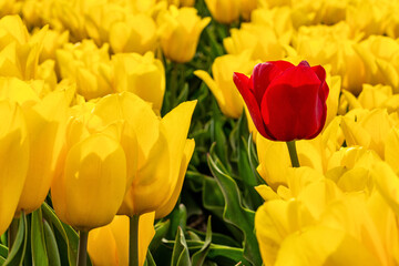 single red tulip in a field of yellow tulips in Flevoland, Netherlands