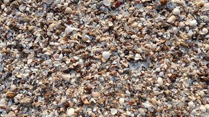 shells background