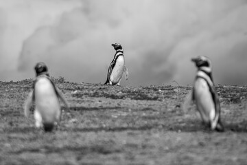 Fototapeta premium Pinguins in Patagonia