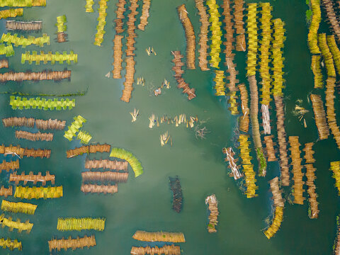 Aerial view of Eco friendly jute processing field in natore, Bangladesh. 