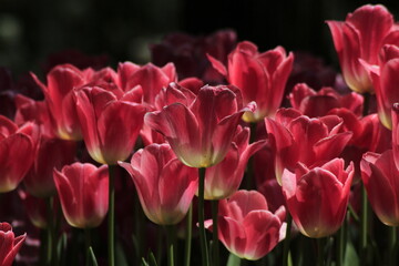 Fototapeta premium pink tulips in the garden