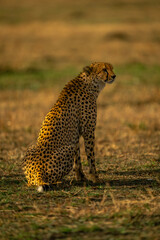 Cheetah sits on grassy plain staring right