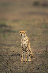 Cheetah sits staring on grassland in sunshine
