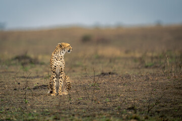 Cheetah sits on grass plain turning head