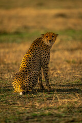 Cheetah sits on grassy plain watching camera
