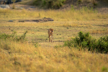 Cheetah walks towards camera over grassy plain