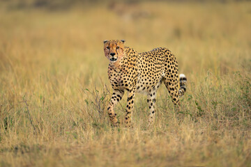 Cheetah walks across savannah in long grass