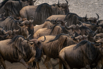 Close-up of blue wildebeest galloping along riverbank