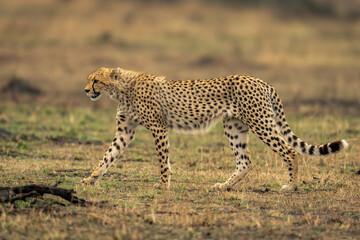 Cheetah walks past log on grassy plain