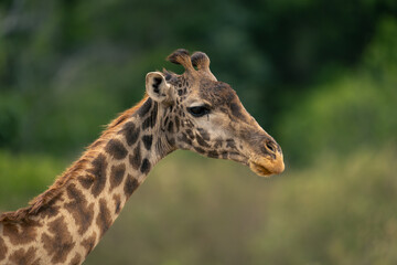 Close-up of Masai giraffe head in profile