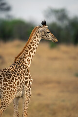 Close-up of baby Masai giraffe standing staring