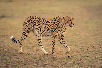Cheetah walks across grassy plain lifting paw