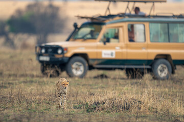 Cheetah walks away from jeep on grassland