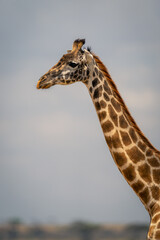 Obraz premium Close-up of Masai giraffe neck and head