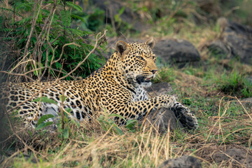 Close-up of female leopard lying among rocks