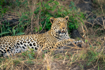 Close-up of female leopard lying on rock