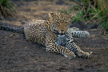 Close-up of female leopard lying on ground