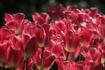 tulips in the garden