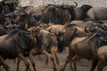 Close-up of blue wildebeest rushing along riverbank