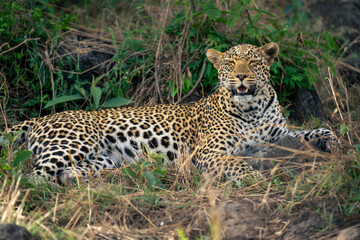 Naklejka na ściany i meble Close-up of female leopard lying closing eyes