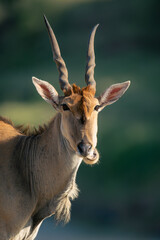 Close-up of male common eland chewing cud - obrazy, fototapety, plakaty